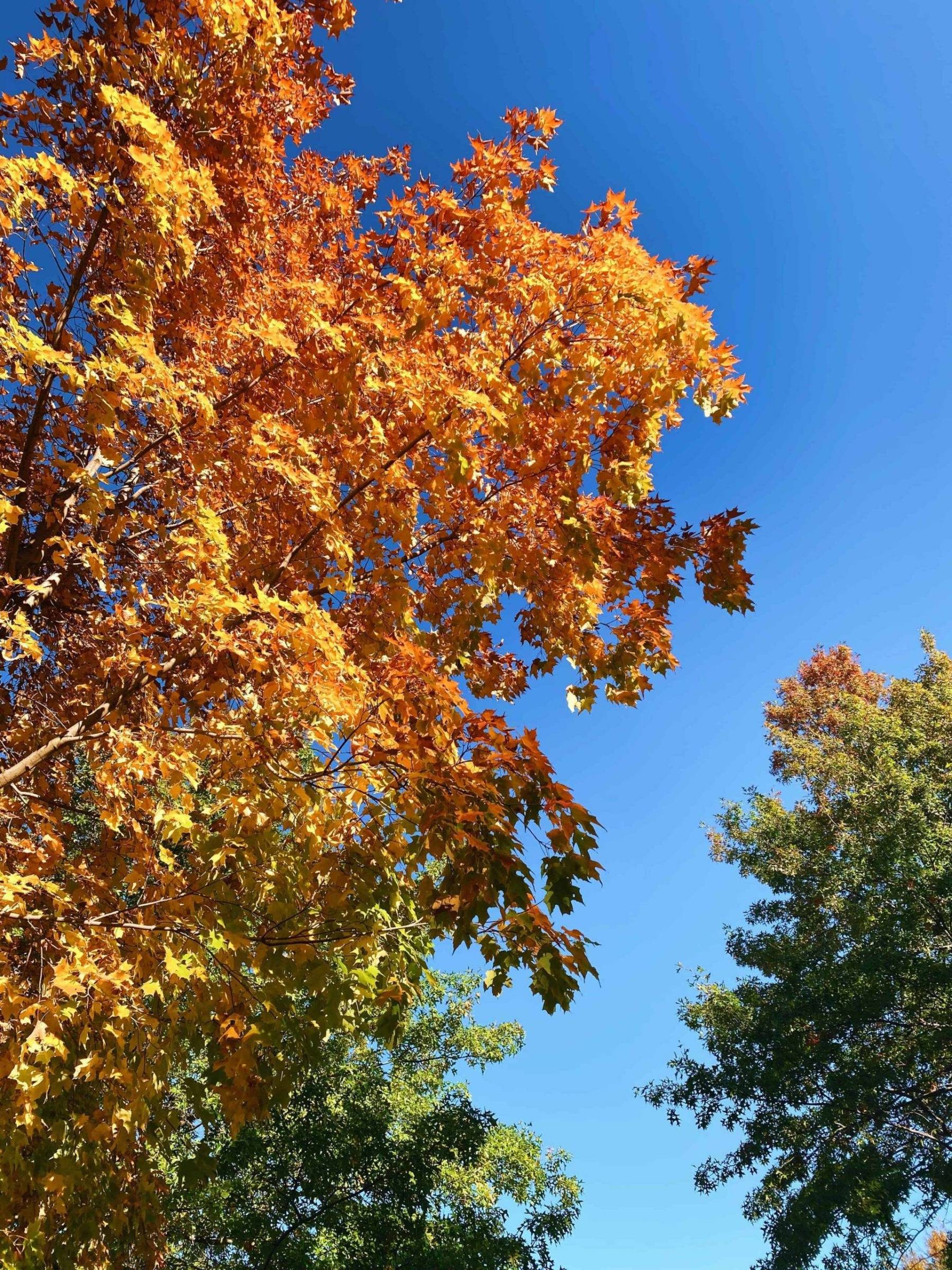 The leaves of a tree in the sky.
